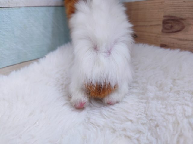 アビシニアンモルモット