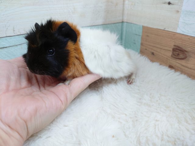 アビシニアンモルモット