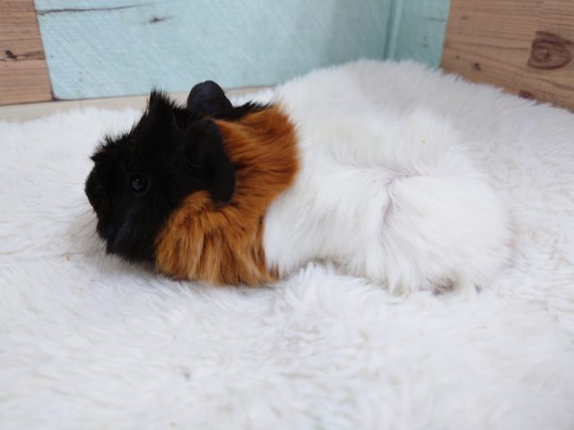 アビシニアンモルモット