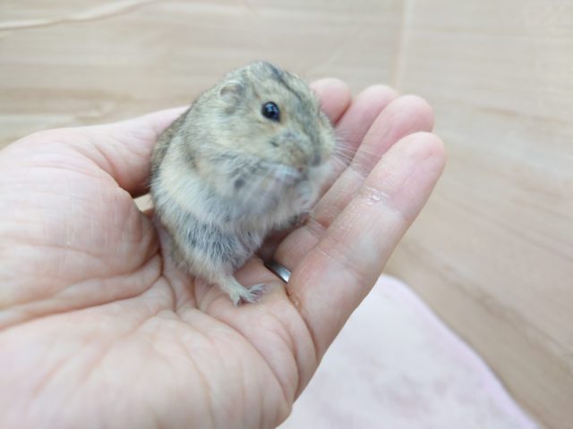 ステップレミング