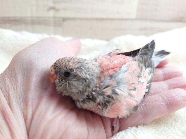 アキクサインコ（秋草インコ）