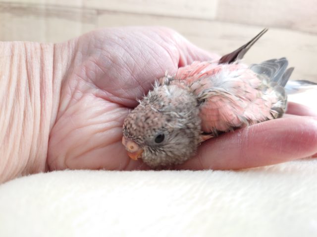 アキクサインコ（秋草インコ）