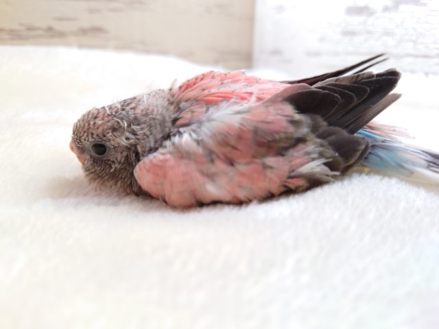 アキクサインコ（秋草インコ）