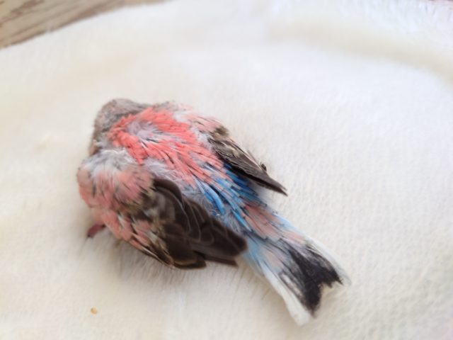 アキクサインコ（秋草インコ）