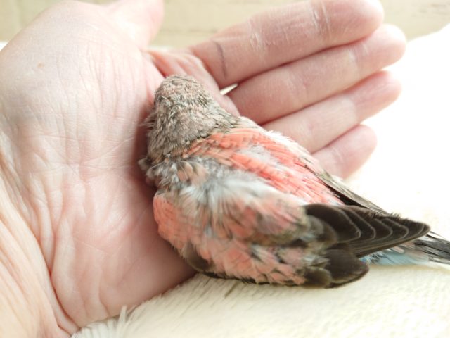 アキクサインコ（秋草インコ）