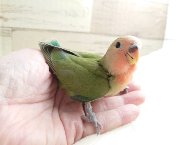 コザクラインコ（小桜インコ）