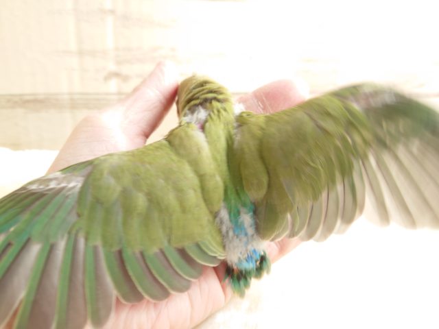 コザクラインコ（小桜インコ）