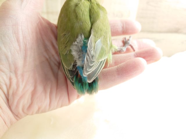 コザクラインコ（小桜インコ）