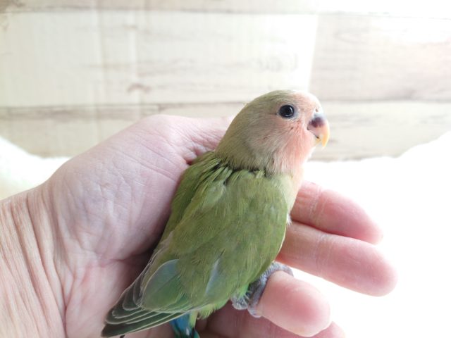 コザクラインコ（小桜インコ）