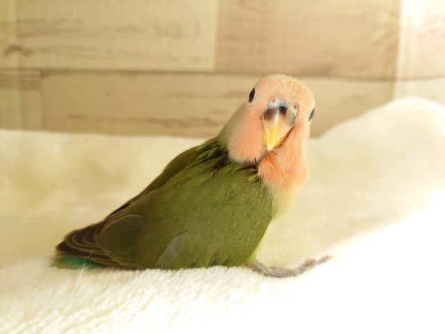 コザクラインコ（小桜インコ）