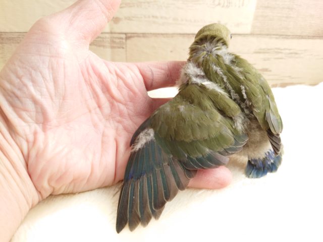 コザクラインコ（小桜インコ）