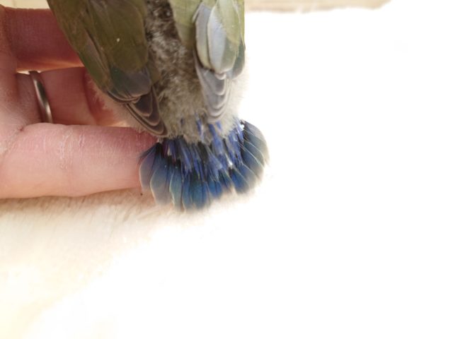 コザクラインコ（小桜インコ）