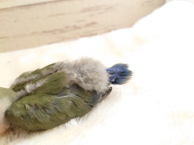 コザクラインコ（小桜インコ）