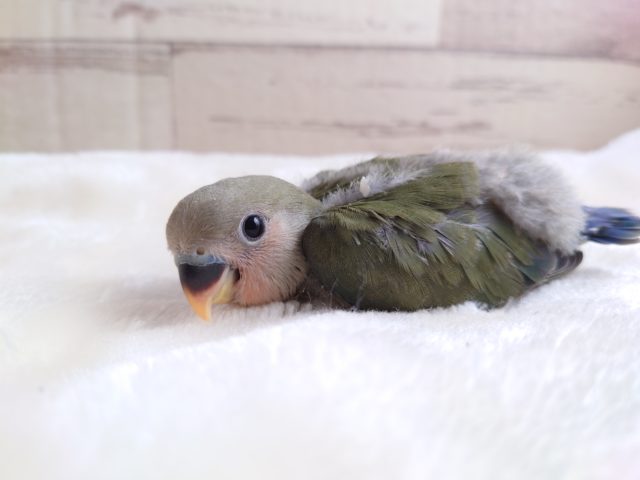 コザクラインコ（小桜インコ）
