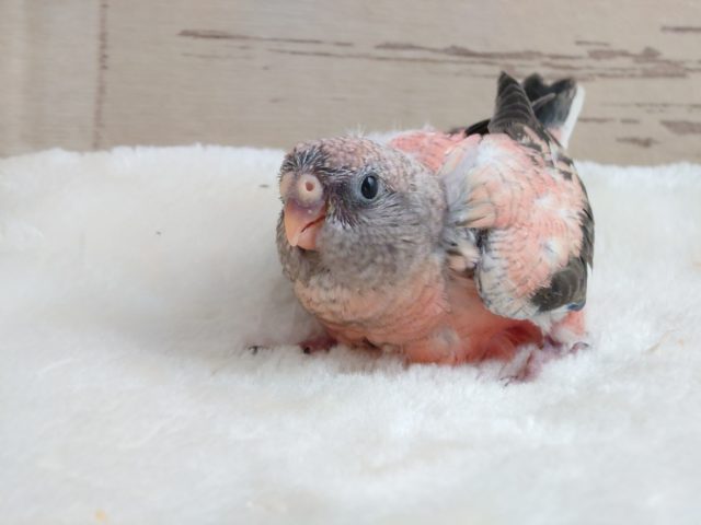 アキクサインコ（秋草インコ）