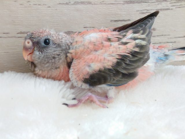 アキクサインコ（秋草インコ）