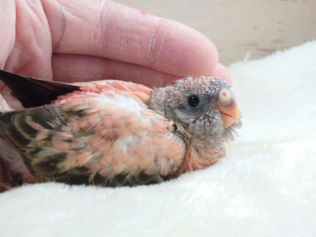アキクサインコ（秋草インコ）