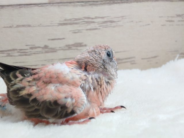 アキクサインコ（秋草インコ）