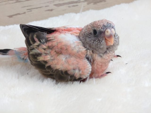 アキクサインコ（秋草インコ）