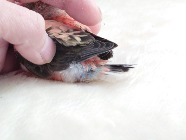 アキクサインコ（秋草インコ）