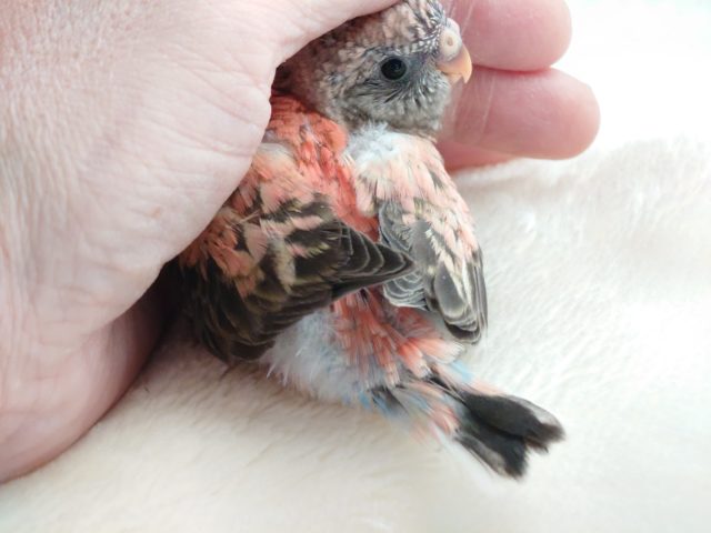 アキクサインコ（秋草インコ）