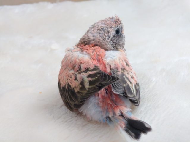 アキクサインコ（秋草インコ）