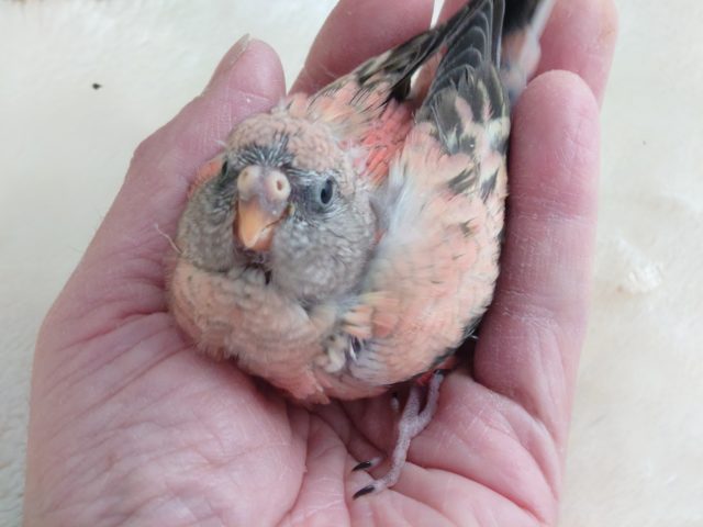 アキクサインコ（秋草インコ）