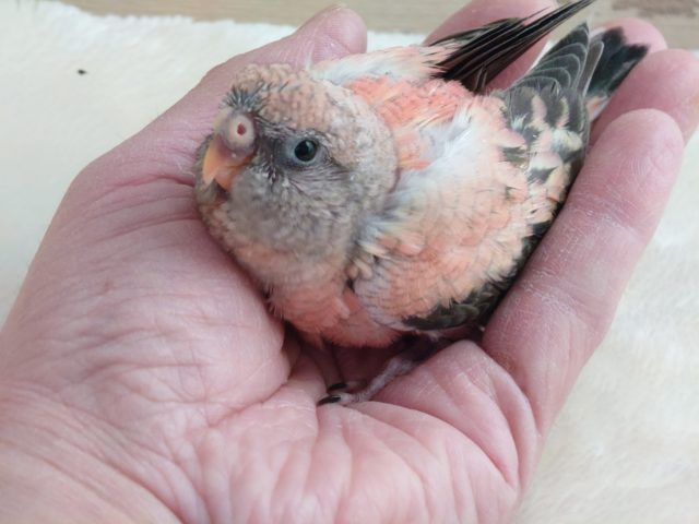 アキクサインコ（秋草インコ）