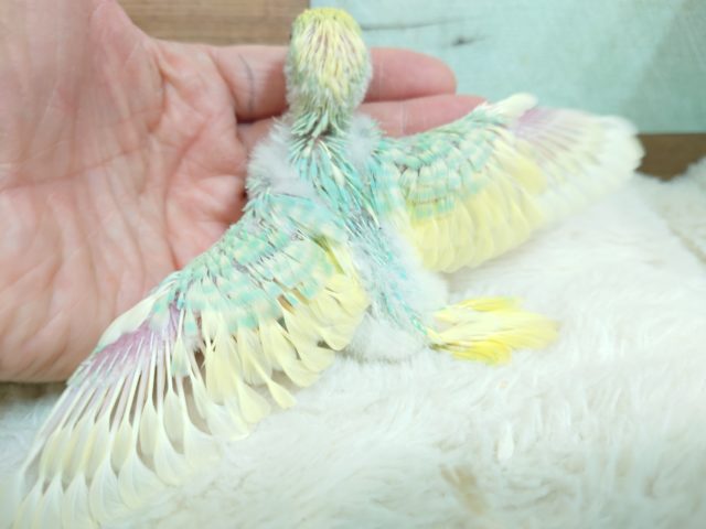 際立つ華やかさ❀パステルレインボースパングルパイドですっ! セキセイインコ