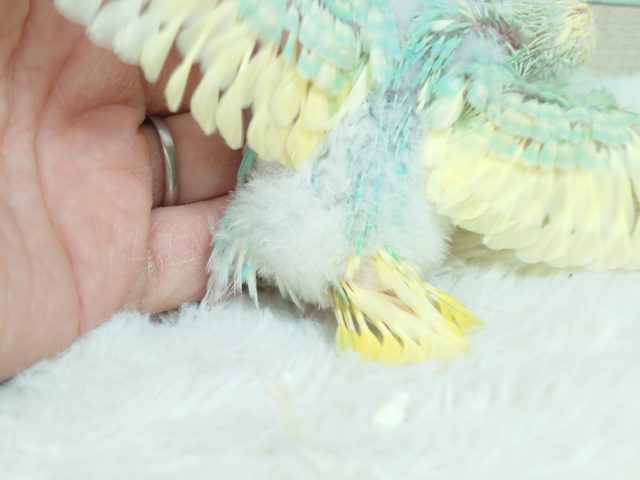 際立つ華やかさ❀パステルレインボースパングルパイドですっ! セキセイインコ