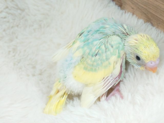際立つ華やかさ❀パステルレインボースパングルパイドですっ! セキセイインコ