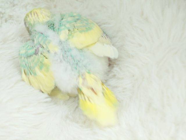 際立つ華やかさ❀パステルレインボースパングルパイドですっ! セキセイインコ