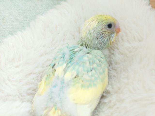 際立つ華やかさ❀パステルレインボースパングルパイドですっ! セキセイインコ