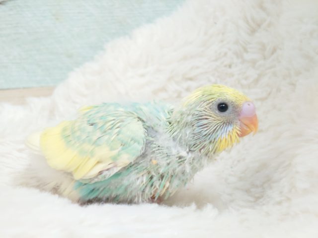際立つ華やかさ❀パステルレインボースパングルパイドですっ! セキセイインコ