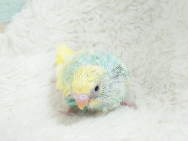 際立つ華やかさ❀パステルレインボースパングルパイドですっ! セキセイインコ
