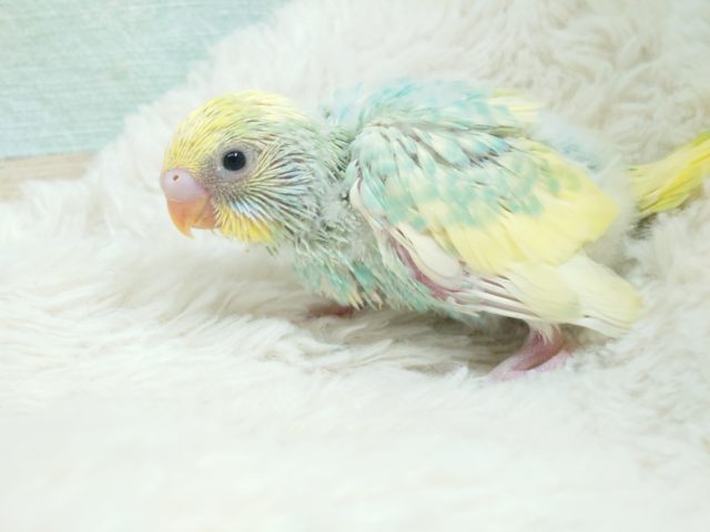 際立つ華やかさ❀パステルレインボースパングルパイドですっ! セキセイインコ