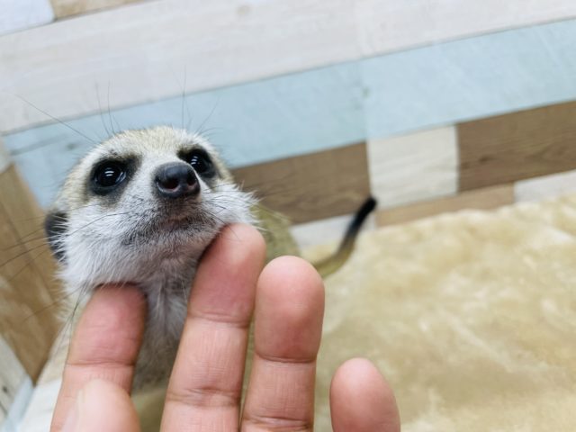 ミーアキャット