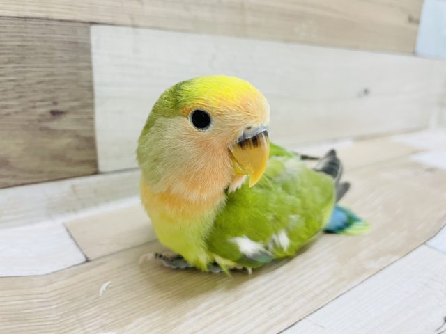 コザクラインコ（小桜インコ）