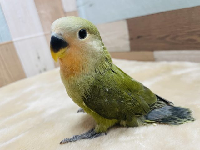 コザクラインコ（小桜インコ）