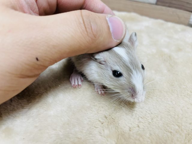 とろ〜んとした可愛いお顔☆カラージャービル! カラージャービル(スナネズミ)