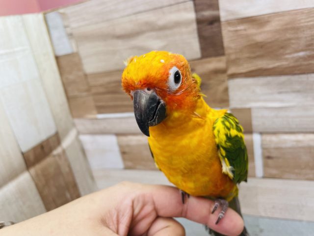 コガネメキシコインコ