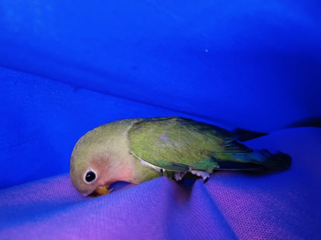 コザクラインコ（小桜インコ）