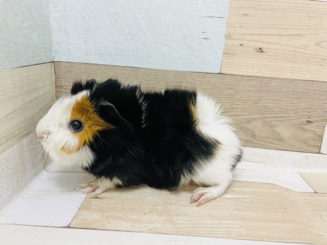 アビシニアンモルモット