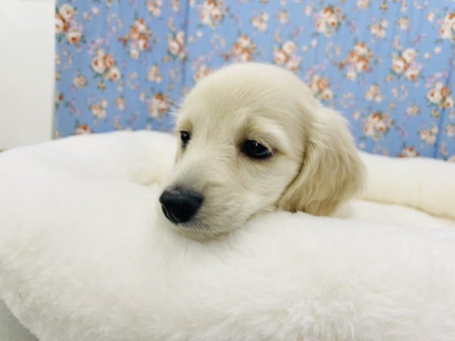 ミニチュアダックス