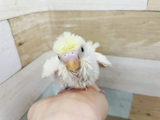 羽衣セキセイインコ
