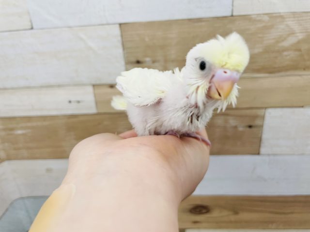 羽衣セキセイインコ