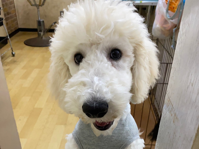 スタンダードプードル