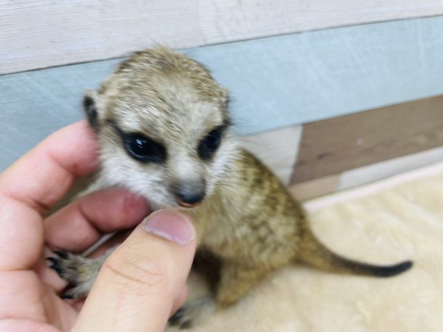 ミーアキャット