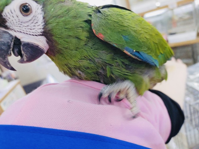 ヒメコンゴウインコ