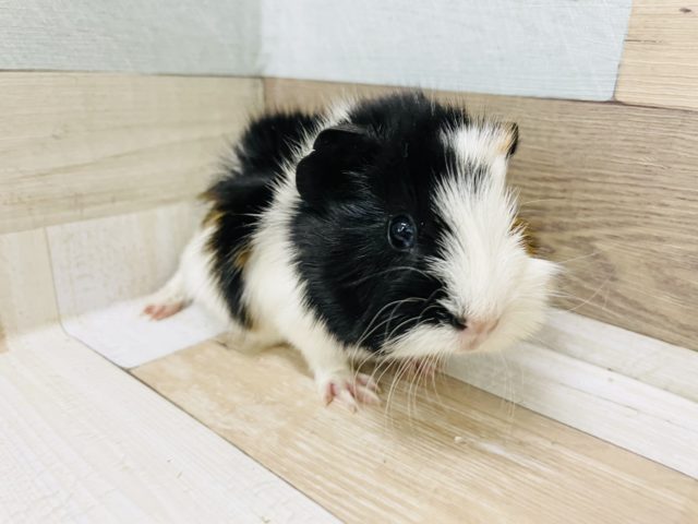 アビシニアンモルモット